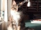 Maine Coon Vini